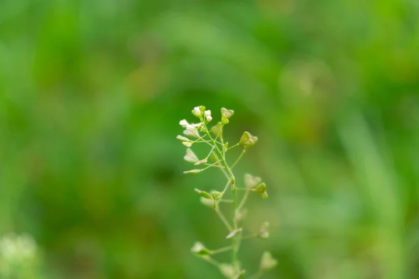 Piękne Kwiaty Zielonym Tle — Zdjęcie stockowe
