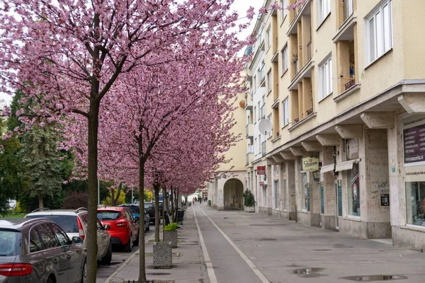 Vårens Träd Blommar Rosa Blommor Blommande Träd Slovakien — Stockfoto