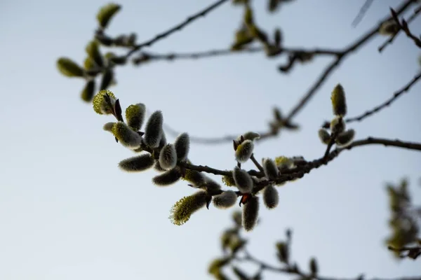 春树开花 柳树的枝条 有金丝雀 羊尾草 斯洛伐克 — 图库照片