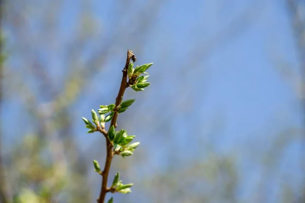 Voorjaarsboom Bloeiend Witte Bloeiende Boom Close Schot — Stockfoto