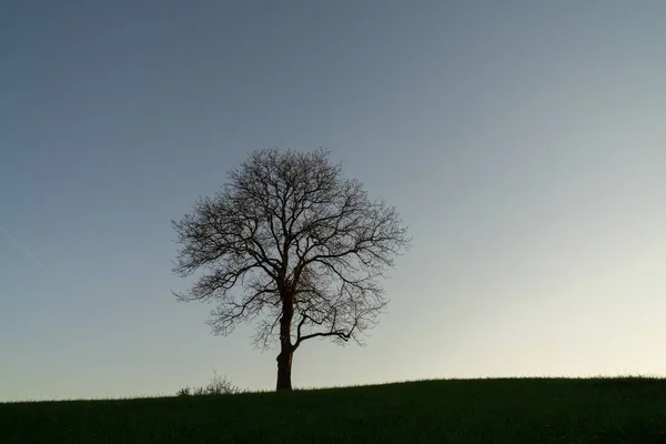 Einsamer Baum Auf Der Wiese Bei Sonnenuntergang Slowakei — Stockfoto