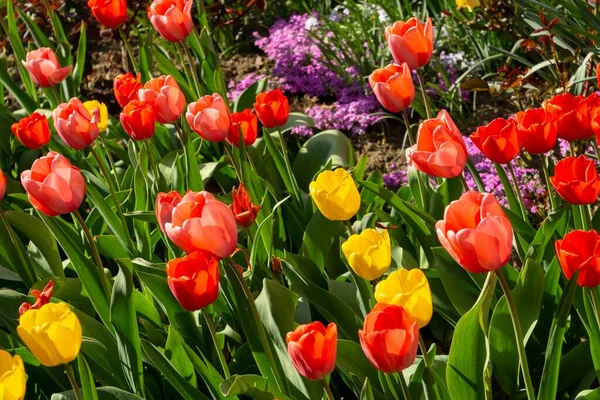 Piękne Tulipany Parku Słowacja — Zdjęcie stockowe