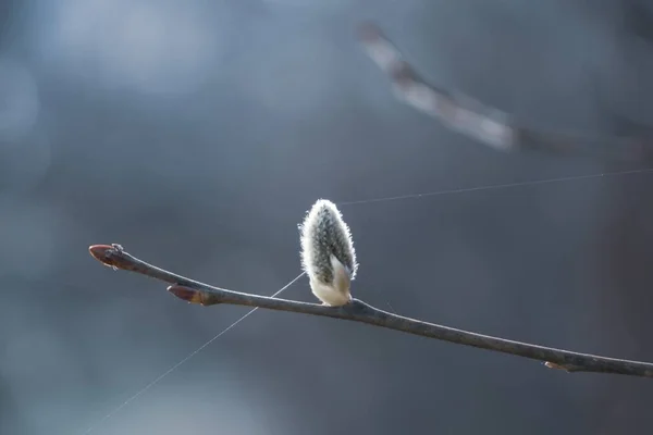 Árbol Primavera Floreciendo Árbol Blanco Floreciente Cerrar Tiro — Foto de Stock