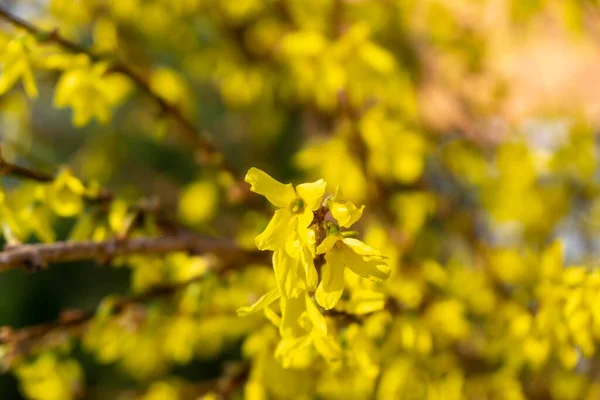 Floração Árvore Primavera Flores Forsythia Eslováquia — Fotografia de Stock