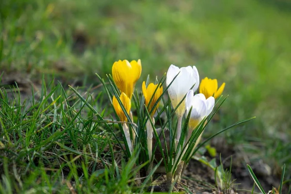 Schöne Krokusblüten Auf Dem Grünen Gras — Stockfoto