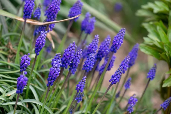 Flores Muscari Azul Jardín Durante Primavera Países Bajos — Foto de Stock