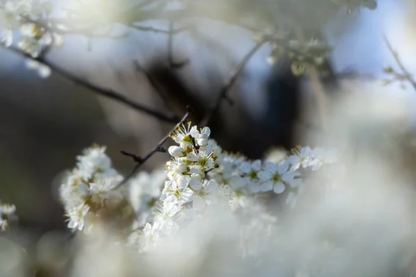 Kvetoucí Jarní Strom Bílý Kvetoucí Strom Slovensko — Stock fotografie