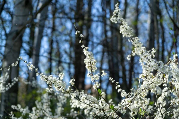 春の木の開花 白い花の木 スロバキア — ストック写真