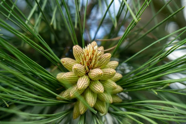 Pine Tree Branch Needles Cone Natural Wallpaper — Stock Photo, Image