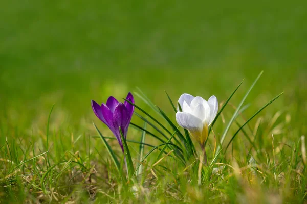 Beautiful Crocus Flowers Green Grass — Stock Photo, Image