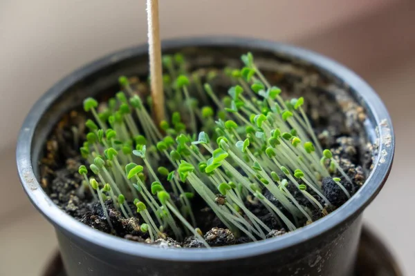 Saksıda küçük yeşil bitkiler büyüyor.