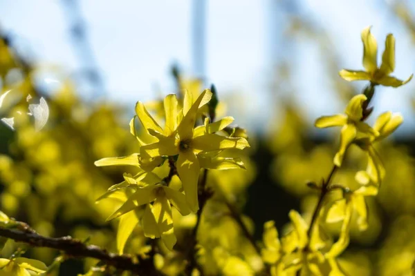 Wiosenne Kwitnienie Drzewa Kwiaty Forsycji Słowacja — Zdjęcie stockowe