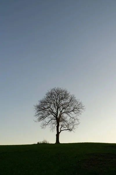 Самотнє Дерево Лузі Під Час Заходу Сонця Словаччина — стокове фото