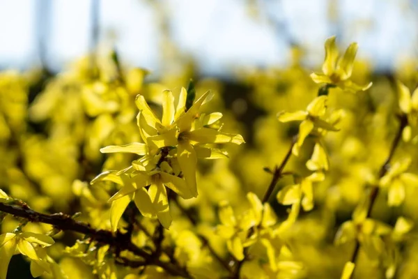 Floração Árvore Primavera Flores Forsythia Eslováquia — Fotografia de Stock