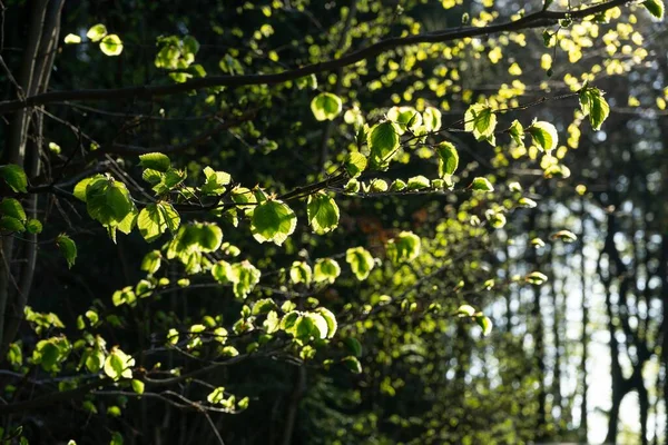 Gros Plan Des Feuilles Vertes Sur Fond — Photo