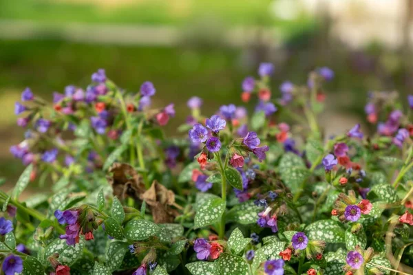 Schöne Blumen Auf Grünem Hintergrund — Stockfoto