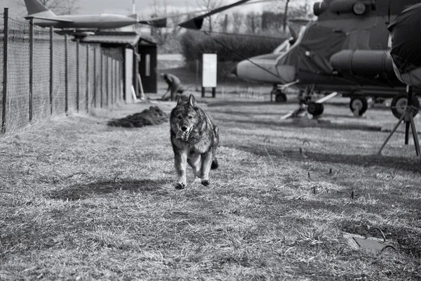 German shepherd dog guarding the airport and aeromuseum. Slovakia