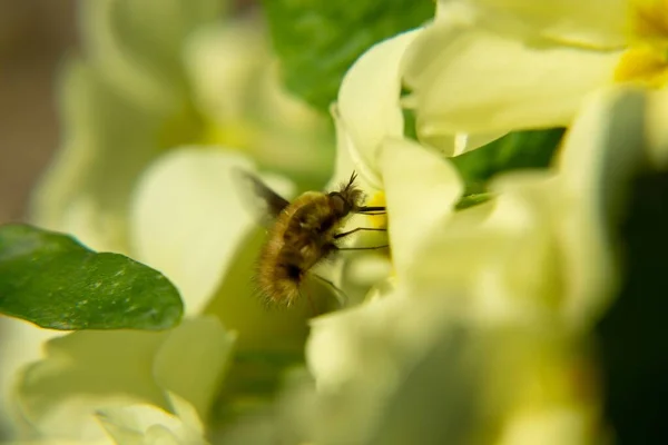 Μέλισσα Λουλούδια Στη Φύση Σλοβακία — Φωτογραφία Αρχείου