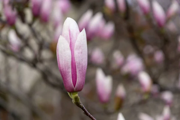 Voorjaarsboom Bloei Magnolia Bloemen Bloeien Boom Slowakije — Stockfoto