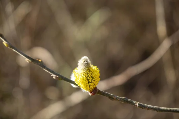 春の木の開花 白い花の木 撃たれた — ストック写真