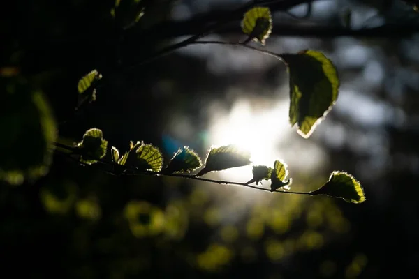 Zbliżenie Zielonych Liści Tle — Zdjęcie stockowe