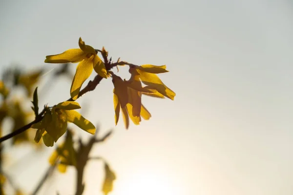 Frühlingsbaumblüte Forsythien Blühen Slowakei — Stockfoto