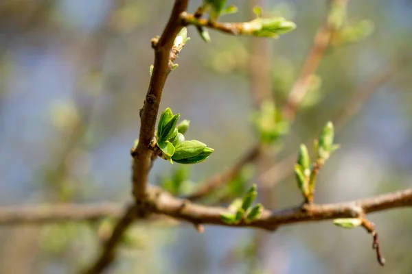 Primer Plano Una Rama Árbol Primavera — Foto de Stock