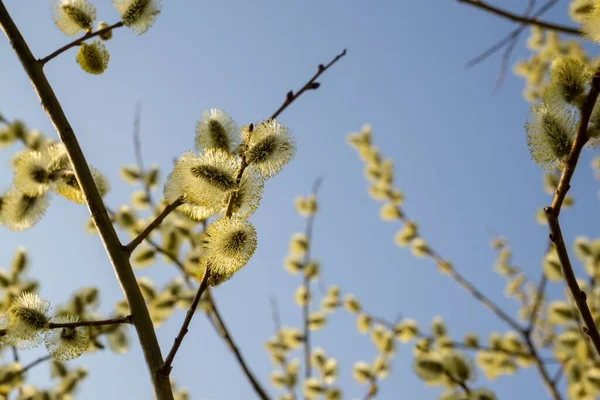 春树开花 柳树的枝条 有金丝雀 羊尾草 斯洛伐克 — 图库照片