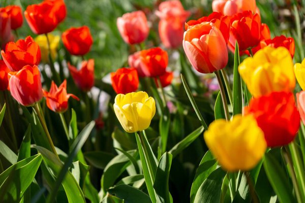 красивые тюльпаны в парке. Словакия
