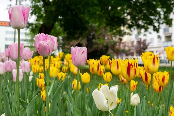 Belles Tulipes Dans Parc Slovaquie — Photo
