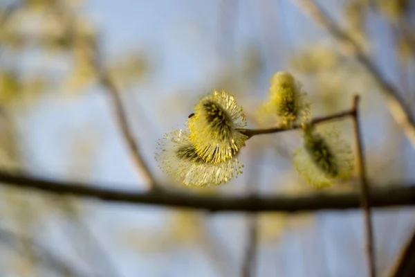 Floração Árvore Primavera Ramo Salgueiro Com Catkins Rabos Cordeiro Eslováquia — Fotografia de Stock