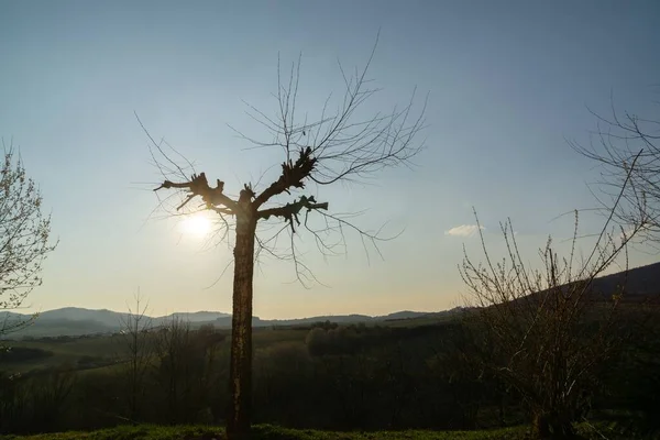 日没時に牧草地に木 スロバキア — ストック写真
