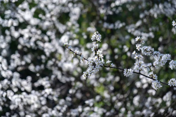 นไม ใบไม ออกดอก นไม บานส ขาว สโลวาเก — ภาพถ่ายสต็อก
