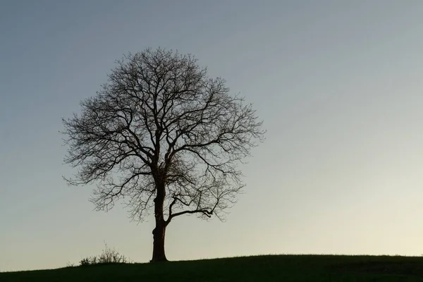 Gün Batımında Çayırdaki Yalnız Ağaç Slovakya — Stok fotoğraf