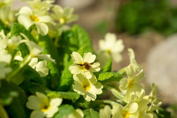 Pszczoła Miodna Kwiatach Naturze Słowacja — Zdjęcie stockowe