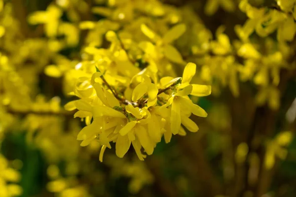 Floração Árvore Primavera Flores Forsythia Eslováquia — Fotografia de Stock