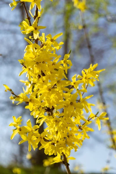 Floración Del Árbol Primavera Forsythia Flores Países Bajos — Foto de Stock