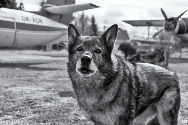 German shepherd dog guarding the airport and aeromuseum. Slovakia