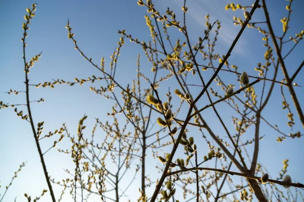 Wiosenne Drzewo Kwitnie Gałąź Wierzby Kocimi Ogonami Słowacja — Zdjęcie stockowe