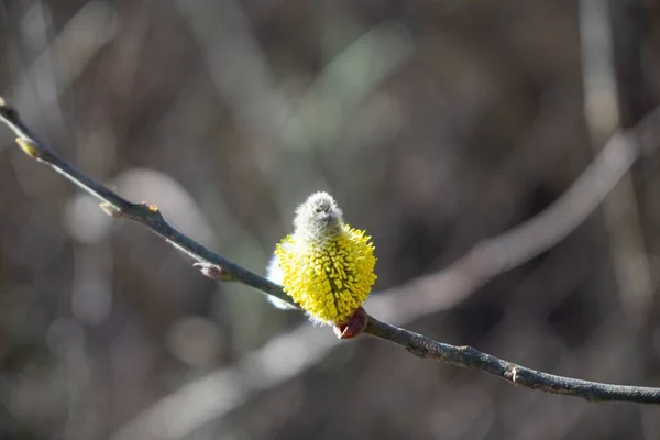 Wiosenne Drzewo Kwitnie Białe Kwitnące Drzewo Zbliżenie Strzału — Zdjęcie stockowe
