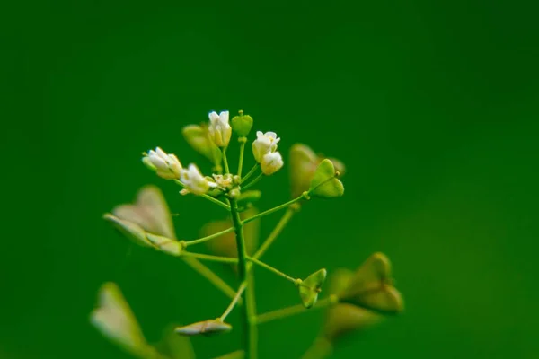 Hermosas Flores Sobre Fondo Verde — Foto de Stock