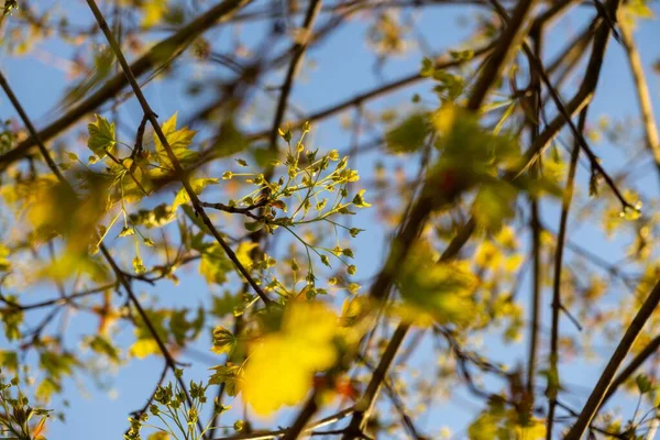 Close Green Leaves Background — Stock Photo, Image