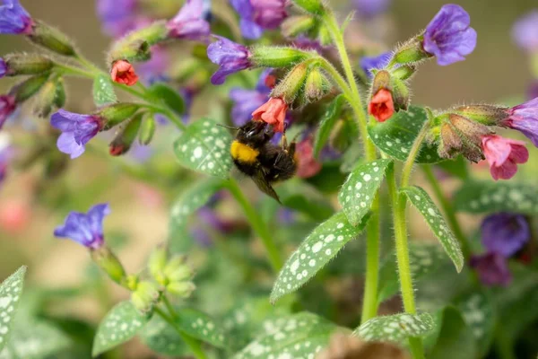 Schöne Blumen Mit Biene Auf Grünem Hintergrund — Stockfoto