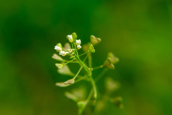 Hermosas Flores Sobre Fondo Verde —  Fotos de Stock