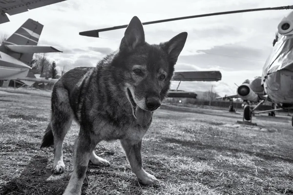 German Shepherd Dog Guarding Airport Aeromuseum Slovakia — Stock Photo, Image