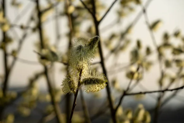 Floración Del Árbol Primavera Rama Del Sauce Con Las Almejas — Foto de Stock