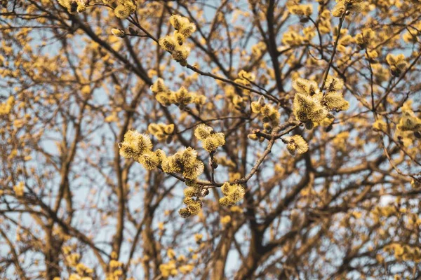 Floraison Printanière Branche Saule Avec Chatons Queue Agneau Slovaquie — Photo