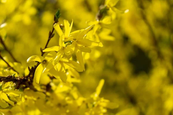 Άνοιξη Δέντρο Ανθοφορία Forsythia Λουλούδια Σλοβακία — Φωτογραφία Αρχείου