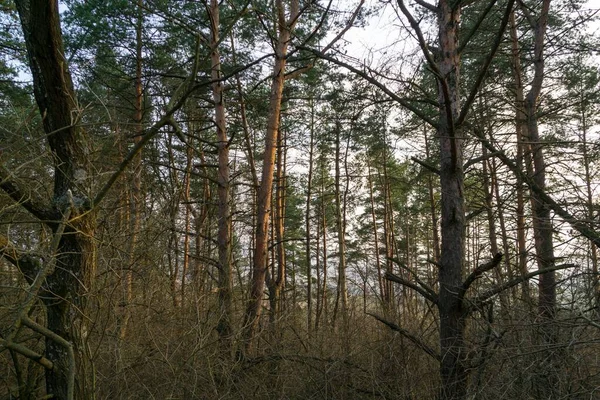 Höst Träd Skog Slovakien — Stockfoto