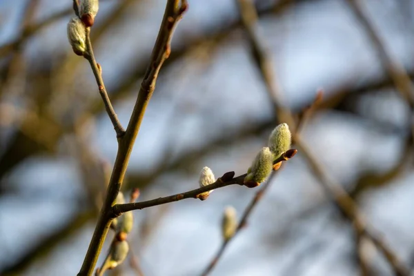 春の木の開花 ヤナギの枝にCatkins 子羊の尾 スロバキア — ストック写真